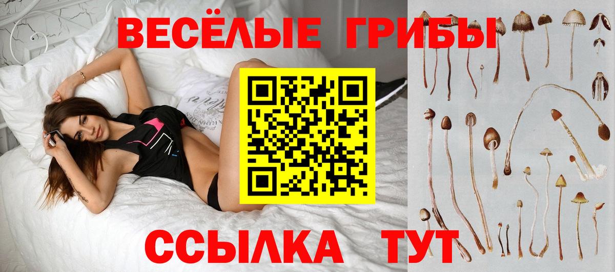 Галлюциногенные грибы Psilocybe Балабаново